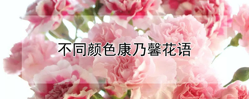 不同颜色康乃馨花语