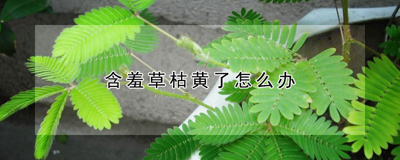 含羞草枯黄了怎么办