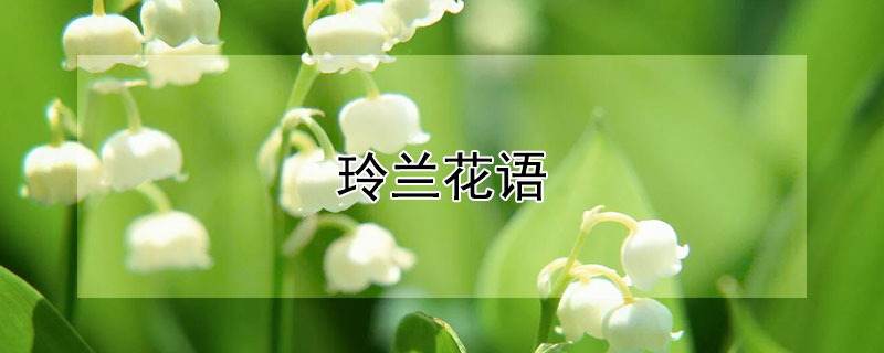 玲兰花语