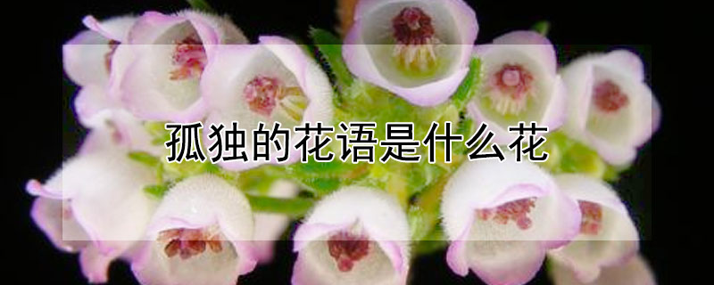 孤独的花语是什么花