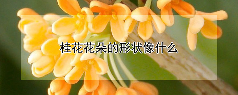 桂花花朵的形状像什么