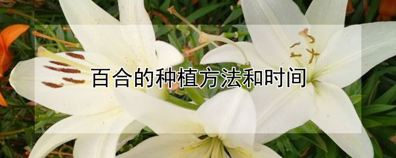 百合的种植方法和时间