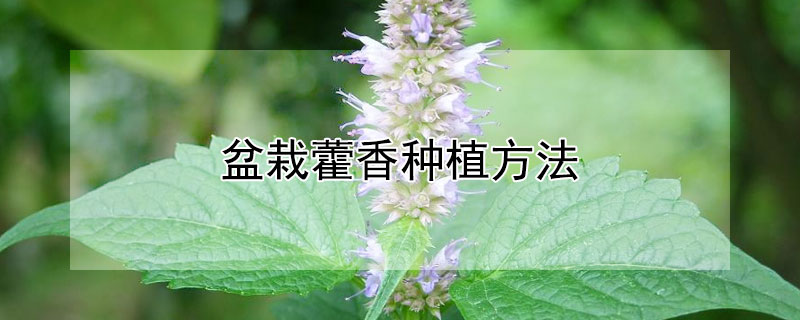 盆栽藿香种植方法