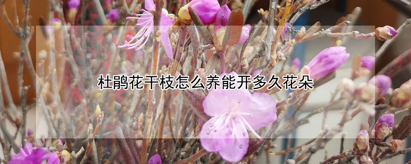 杜鹃花干枝怎么养能开多久花朵