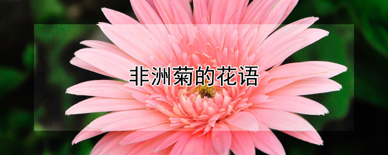 非洲菊的花语