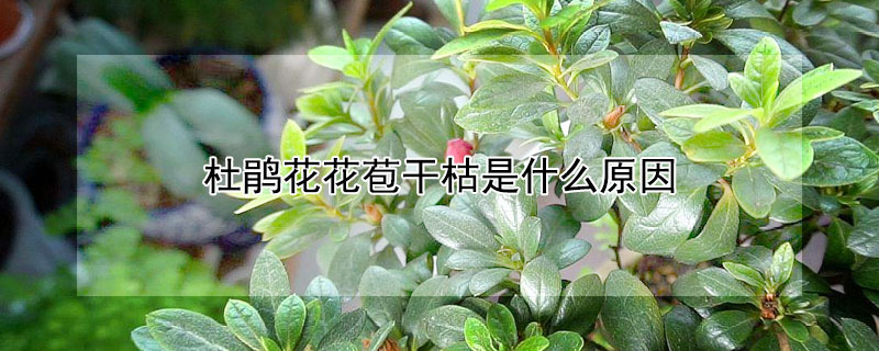 杜鹃花花苞干枯是什么原因