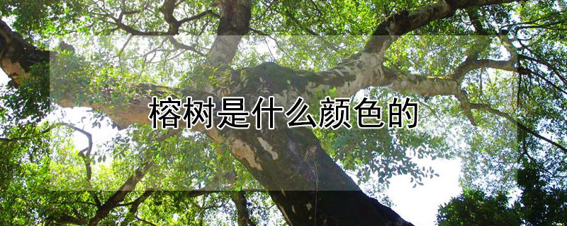 榕树是什么颜色的