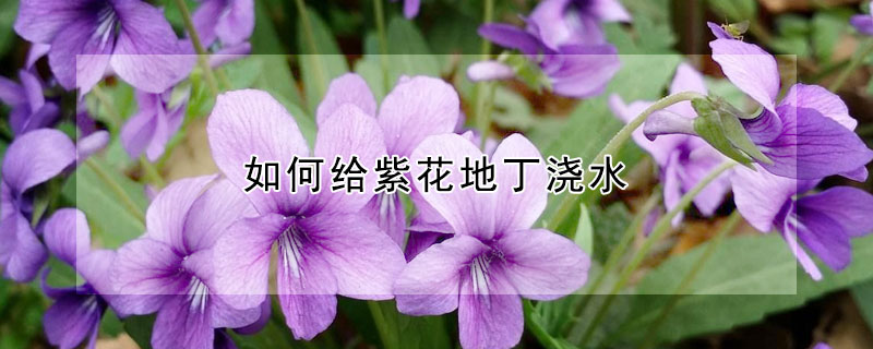 如何给紫花地丁浇水 紫花地丁可以水培吗