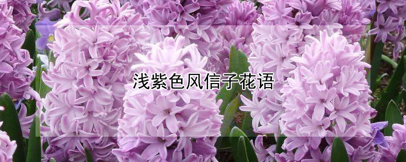 浅紫色风信子花语（淡紫色的风信子花语）