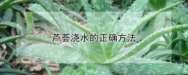 芦荟浇水的正确方法