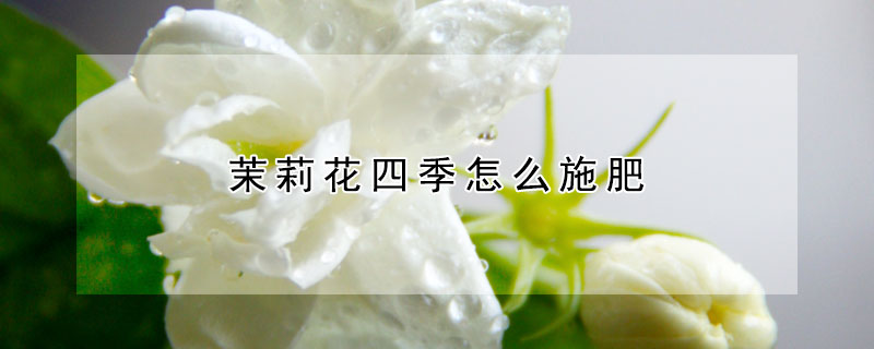 茉莉花四季怎么施肥