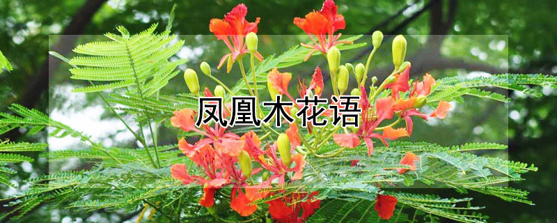 凤凰木花语（凤凰木花语花絮）