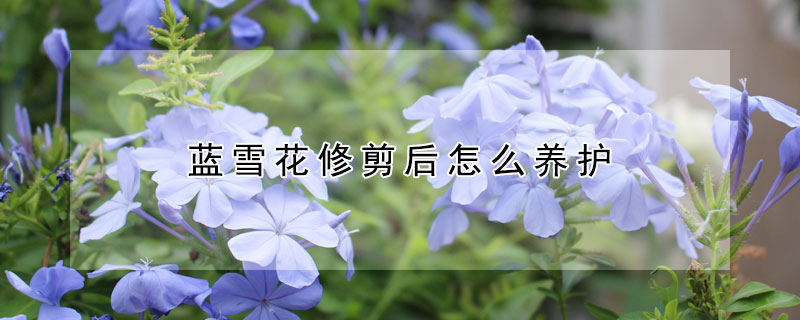 蓝雪花修剪后怎么养护