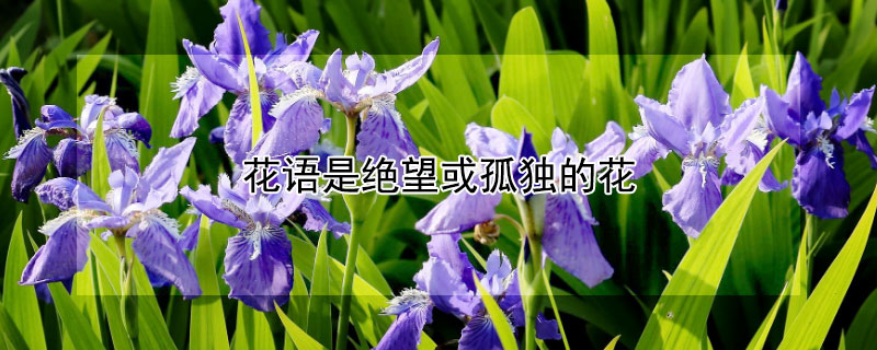 花语是绝望或孤独的花（花语孤独而绝望的爱）