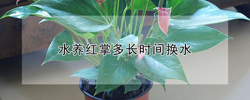 水养红掌多长时间换水（水养的红掌多久换一次水）