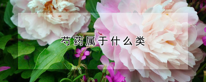 芍药属于什么类