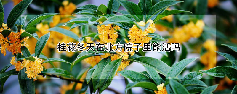 桂花冬天在北方院子里能活吗