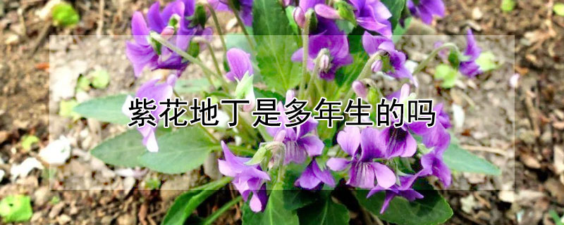 紫花地丁是多年生的吗（紫花地丁是多年生草本植物吗）