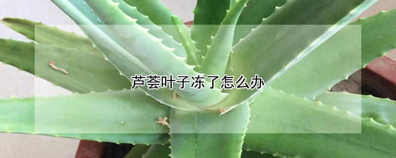 芦荟叶子冻了怎么办