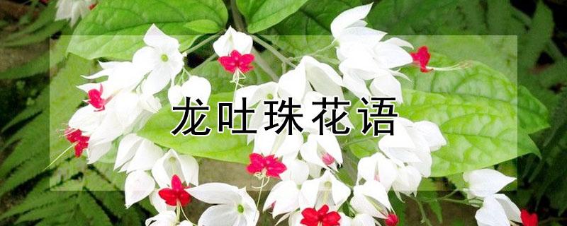 龙吐珠花语