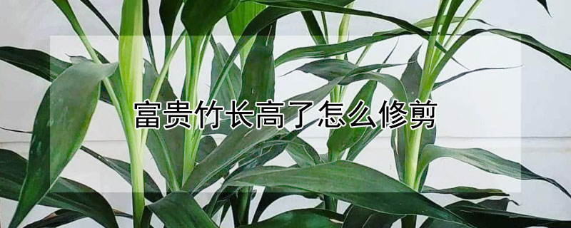 富贵竹长高了怎么修剪