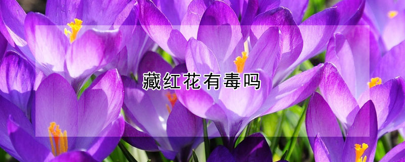 藏红花有毒吗