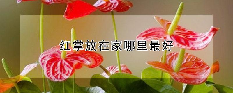 红掌放在家哪里最好