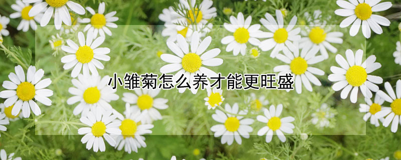 小雏菊怎么养才能更旺盛（小雏菊怎么养开花）