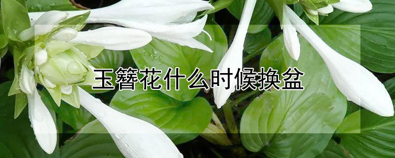 玉簪花什么时候换盆