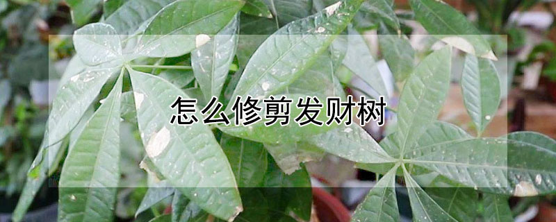 怎么修剪发财树（怎么修剪发财树的叶子）