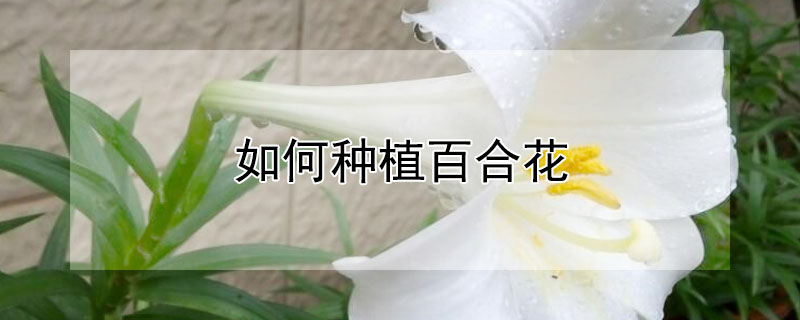 如何种植百合花