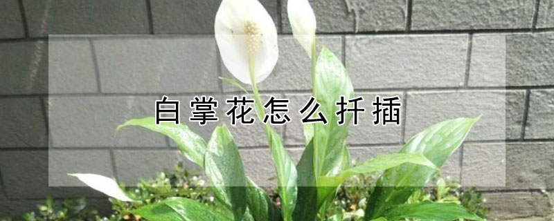 白掌花怎么扦插 白掌怎样扦插