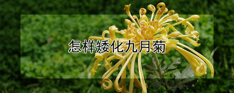 怎样矮化九月菊