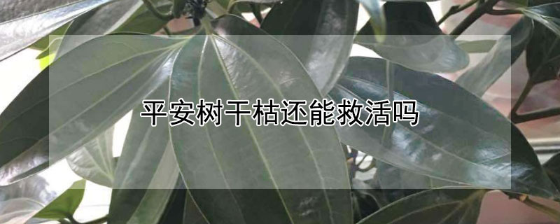 平安树干枯还能救活吗