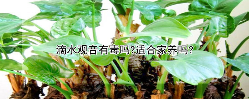 滴水观音有毒吗?适合家养吗?