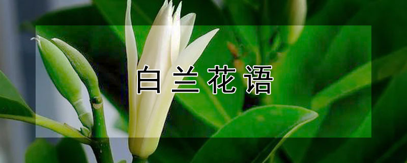 白兰花语