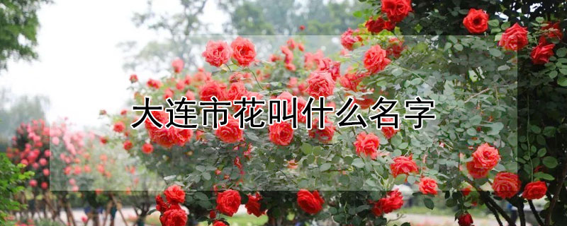 大连市花叫什么名字