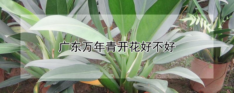 广东万年青开花好不好（广东万年青会开花结果吗）