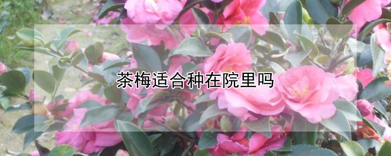 茶梅适合种在院里吗