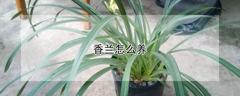 香兰怎么养（四季香兰怎么养）