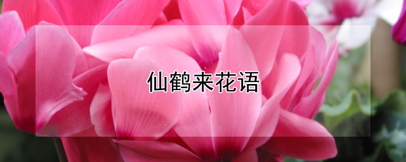 仙鹤来花语（仙鹤来花语发朋友圈说说）