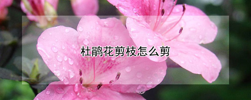 杜鹃花剪枝怎么剪