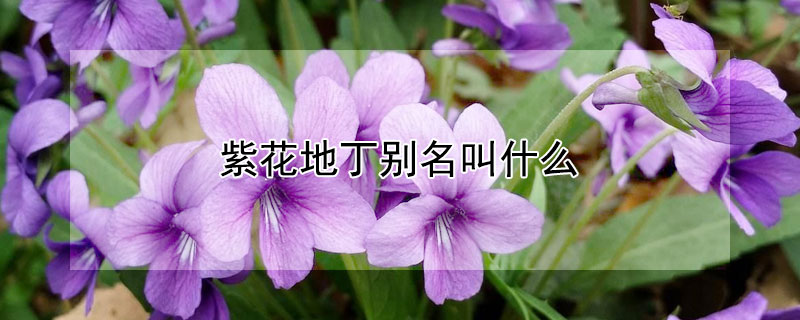 紫花地丁别名叫什么（紫花地丁又叫什么名字）