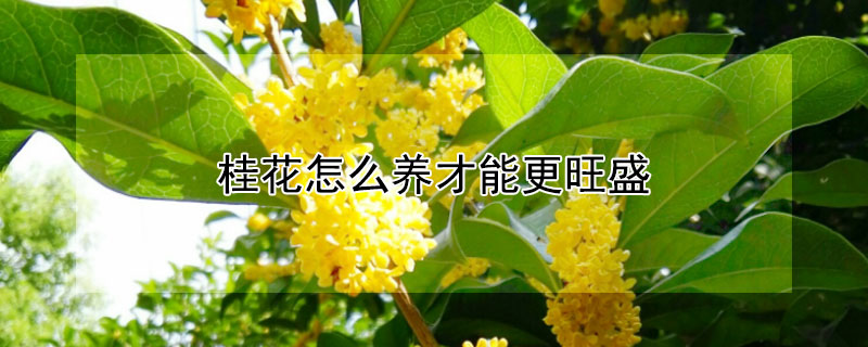 桂花怎么养才能更旺盛（室内桂花怎么养才能更旺盛）