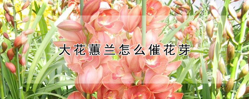 大花蕙兰怎么催花芽 大花蕙兰出花芽怎样养护