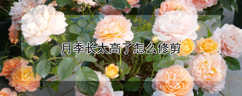 月季长太高了怎么修剪（月季花长的太高了怎么修剪）