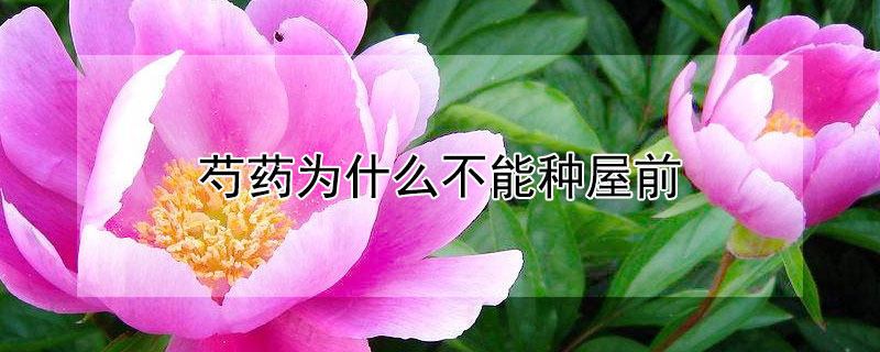 芍药为什么不能种屋前（芍药不能种家里）