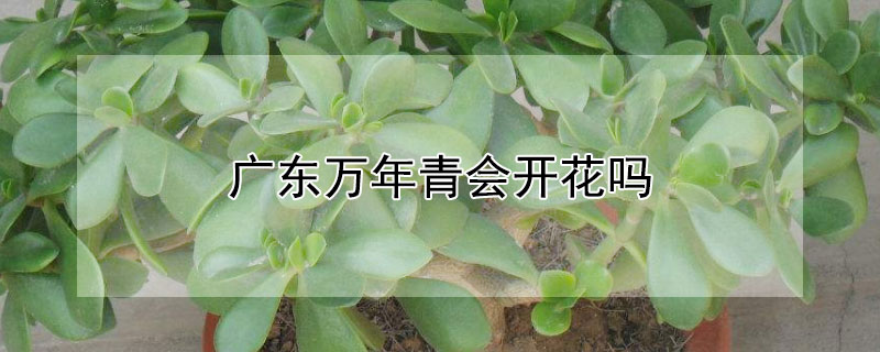 广东万年青会开花吗