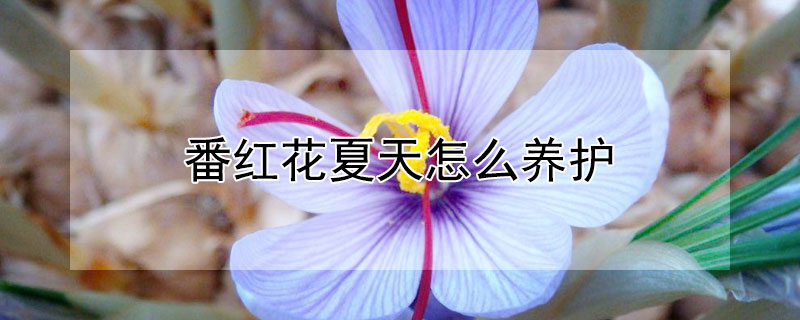 番红花夏天怎么养护