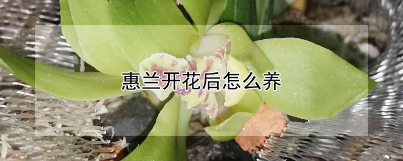 惠兰开花后怎么养